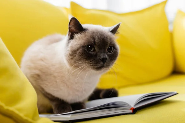 Кішка залишається сама: скільки годин це безпечно і коли починається ризик - фото 585227