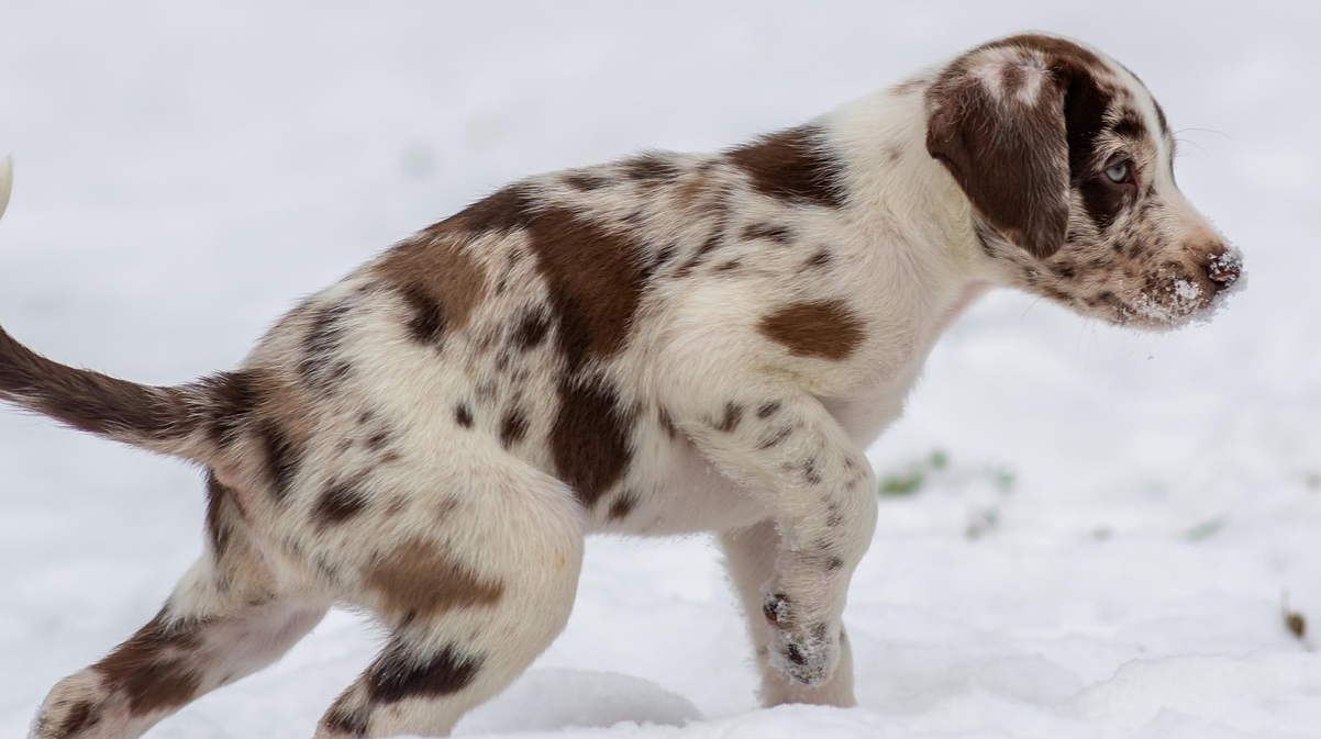 Обмороження у собак взимку - фото 1