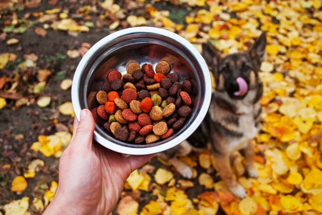 Зима стала пасткою для тварин та птахів: прості дії, які можуть їх урятувати - фото 586369