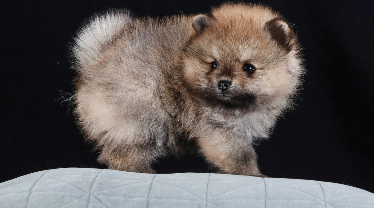 Домашні тварини взимку без світла - фото 1