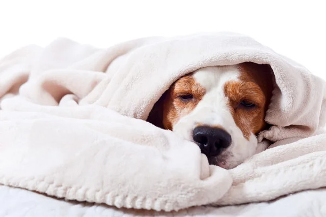 Як зігріти кішку, собаку і навіть папугу без світла: прості поради для власників тварин - фото 589683