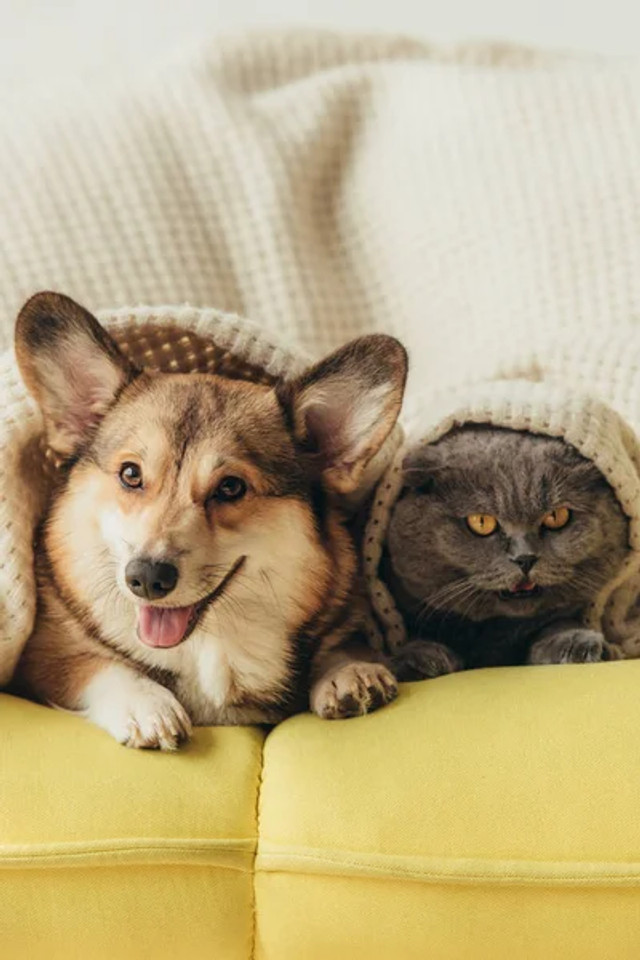 Як зігріти кішку, собаку і навіть папугу без світла: прості поради для власників тварин - фото 589684