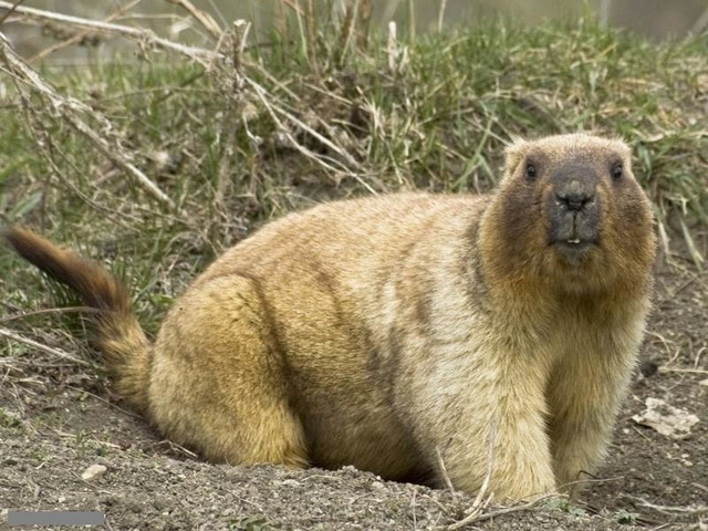 День бабака 2 лютого - фото 590152