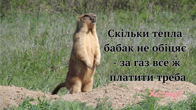 День бабака 2 лютого - фото 590208