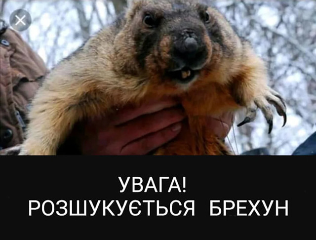 День бабака 2 лютого - фото 590210