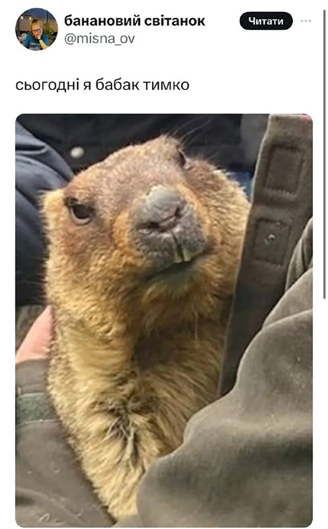 День бабака 2 лютого - фото 590211