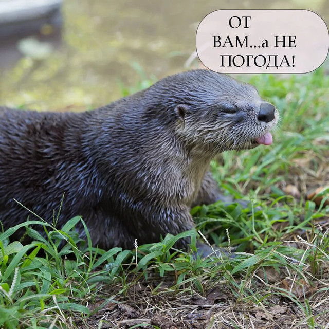 День бабака 2 лютого - фото 590212