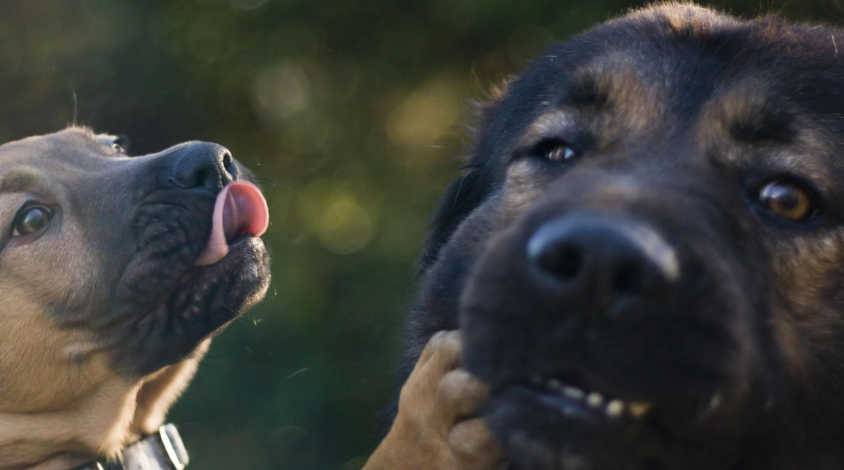 Собаки і цуценята - фото 1