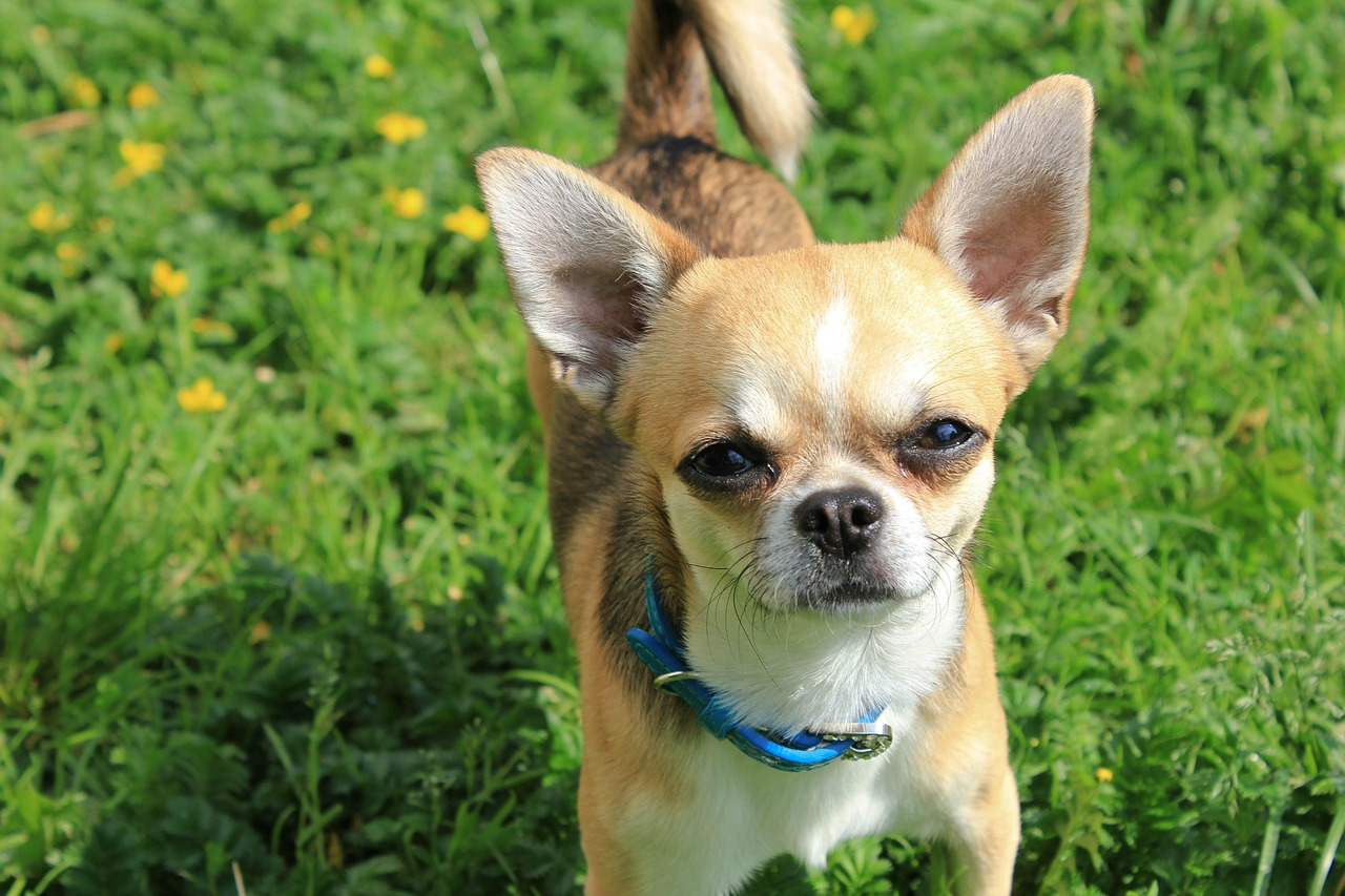 Чому слід перестати кричати на улюбленця - фото 1