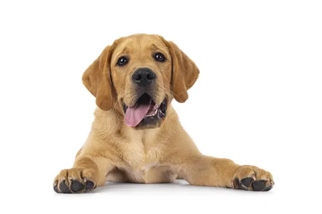 Собака мовчки страждає взимку: як розпізнати перші ознаки сезонної депресії в улюбленця - фото 592005