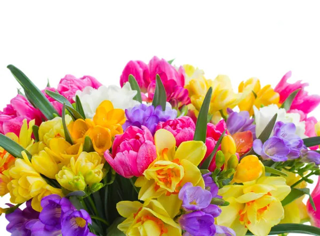 Які квіти подарувати на День Валентина: 5 варіантів, які точно сподобаються - фото 596378