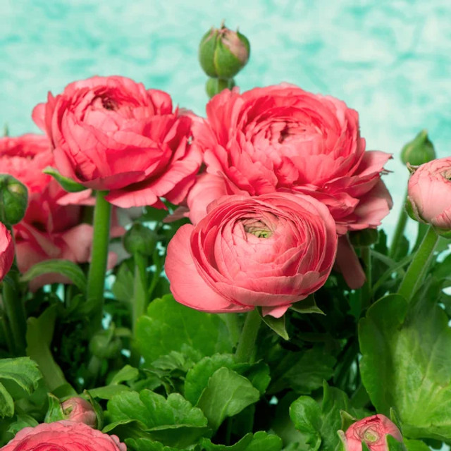 Які квіти подарувати на День Валентина: 5 варіантів, які точно сподобаються - фото 596381