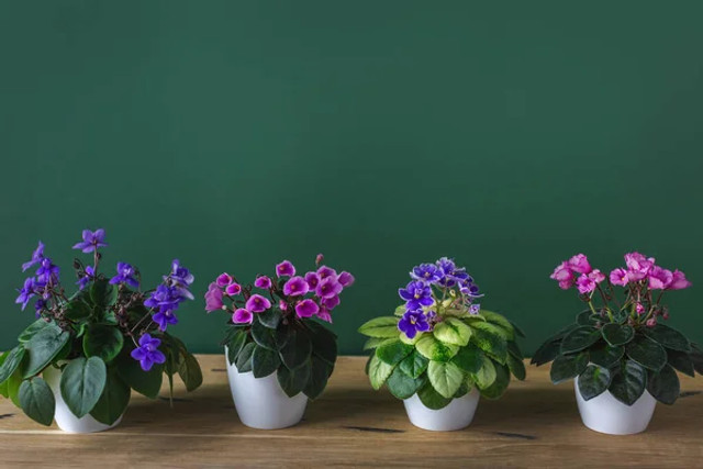 Квіти не засохнуть у відпустці: прості способи зберегти рослини живими без щоденного полив - фото 596825