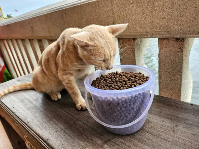 Пластикові контейнери можуть нашкодити: які продукти не варто в них зберігати - фото 597533