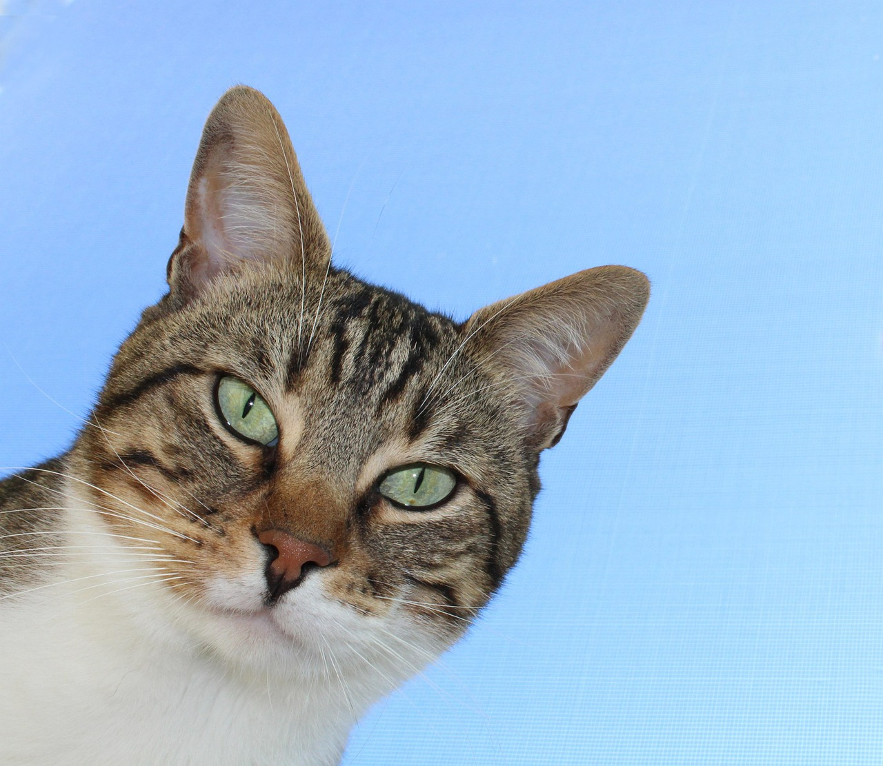 День кота - фото 1