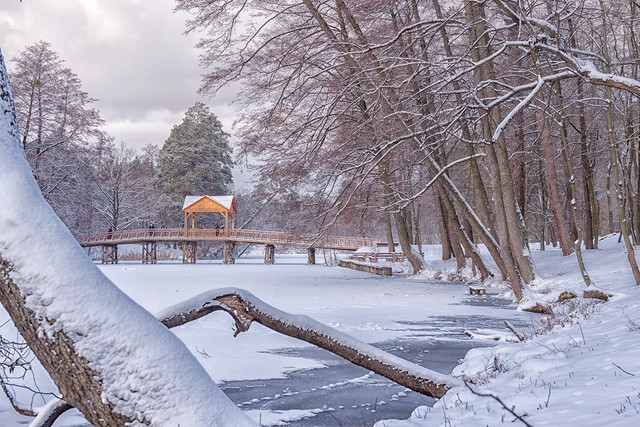Пуща-Водиця - фото 597652