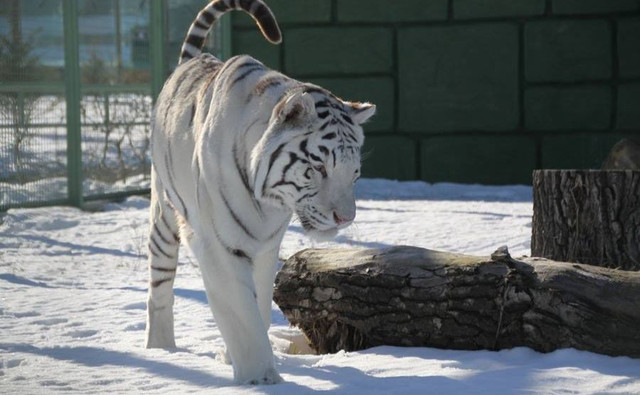 Зоопарк 'XII місяців' - фото 597653