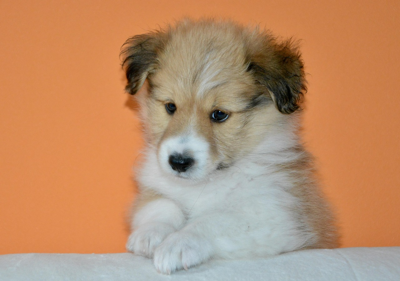 Ознаки любові собаки - фото 1