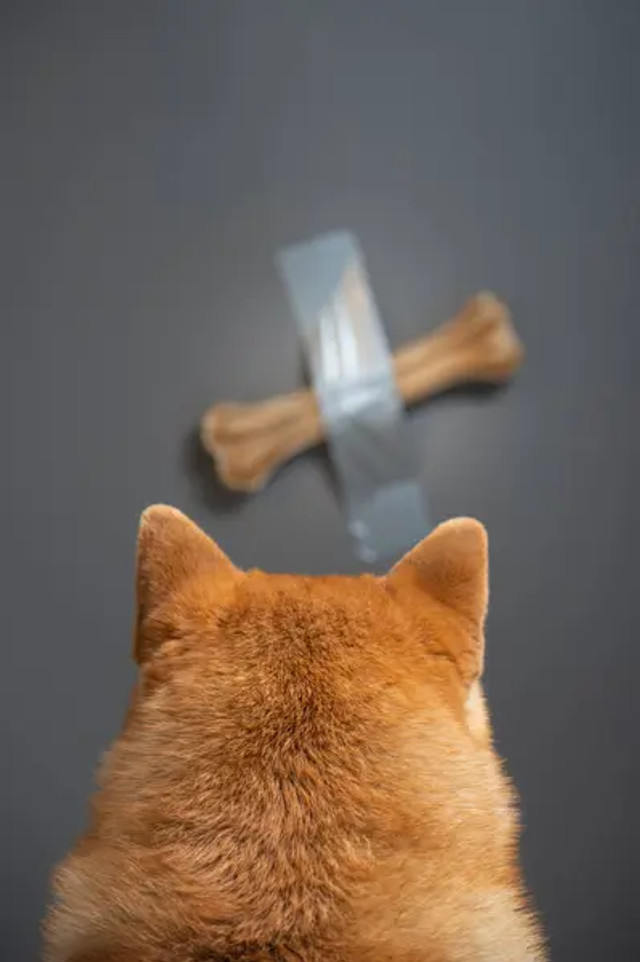 Топ-5 небезпечних продуктів для собак: чим не можна годувати улюбленця - фото 598203