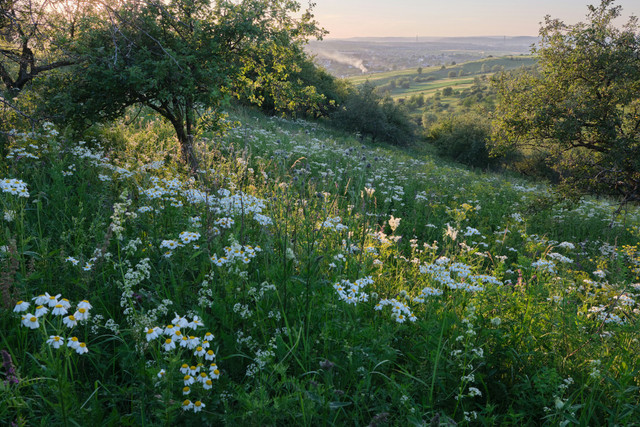 Зібрати букет польових квітів - фото 599809