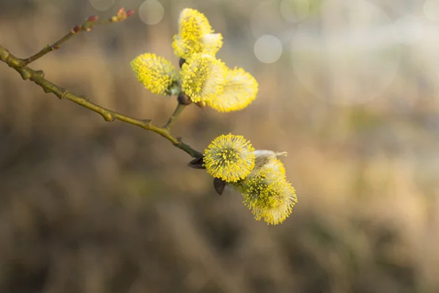 Народні прикмети березня підкажуть, яким буде літо: на що звернути увагу вже зараз - фото 599875