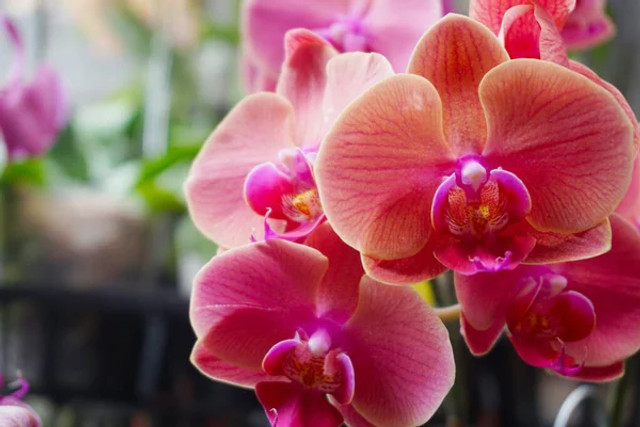 5 рослин, які кардинально змінять вашу оселю та стануть магнітом для поглядів - фото 599971