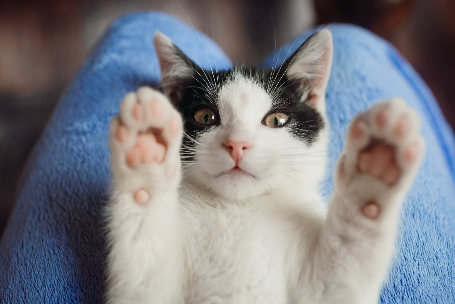 2 березня – Міжнародний день порятунку котів - фото 1