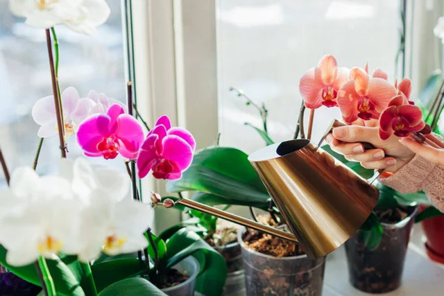 Орхідея буде квітнути без перерви: як правильно поливати рослину і врятувати її від гниття - фото 600548