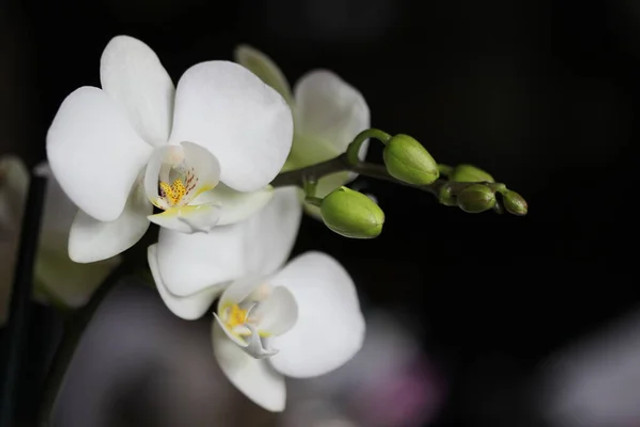 Орхідея буде квітнути без перерви: як правильно поливати рослину і врятувати її від гниття - фото 600553