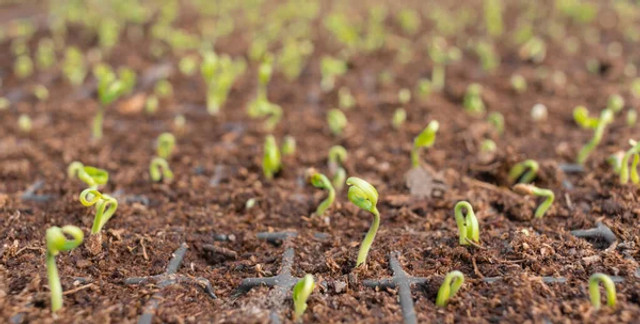 Яку городину сіяти одразу після снігу: 7 холодостійких культур для раннього врожаю - фото 601414