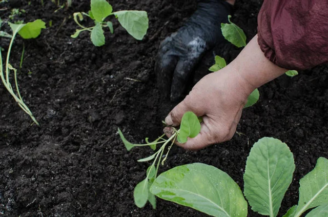 Яку городину сіяти одразу після снігу: 7 холодостійких культур для раннього врожаю - фото 601415