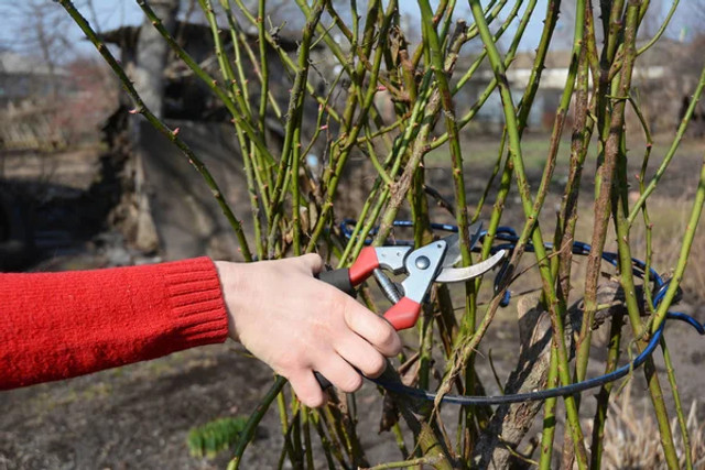 Час братися за секатор: як правильно обрізати троянди, щоб кущі рясно цвіли - фото 601443