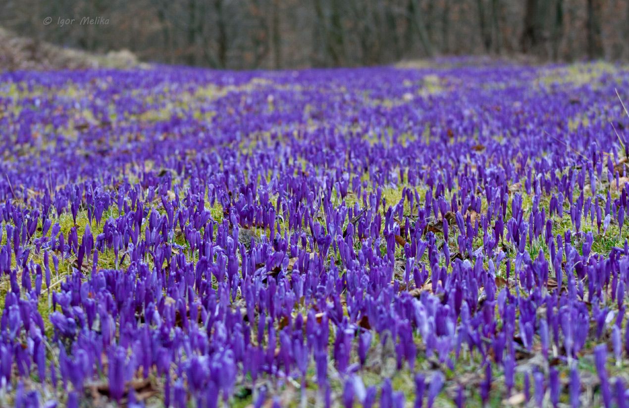 Де шукати крокуси на Закарпатті у 2026 році - фото 1