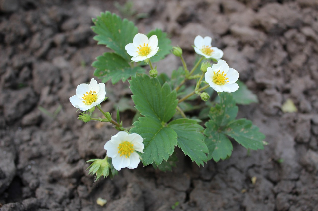 Вирощування полуниці - фото 1