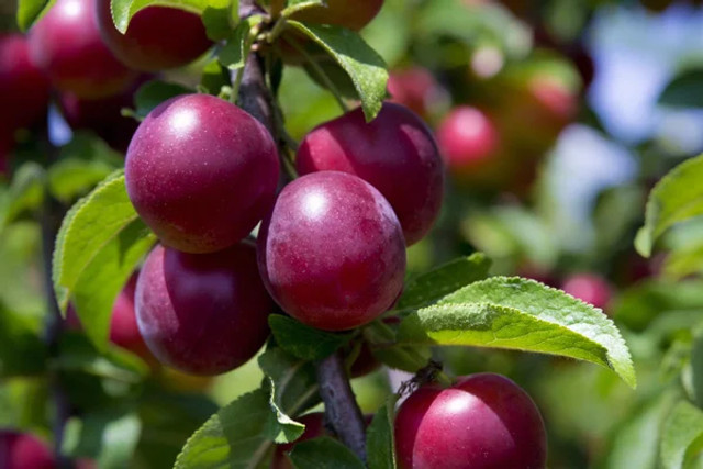 5 фруктових дерев, які легко виростити на ділянці: урожай тішитиме щороку - фото 603084