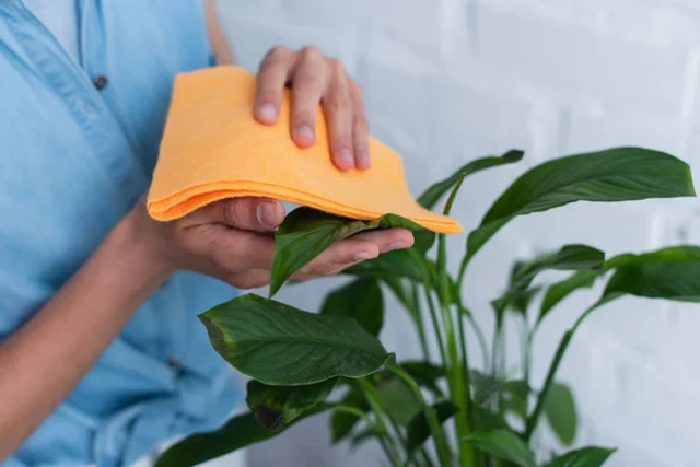 Листя знову блищатиме: як швидко очистити кімнатні рослини від пилу та бруду - фото 603170