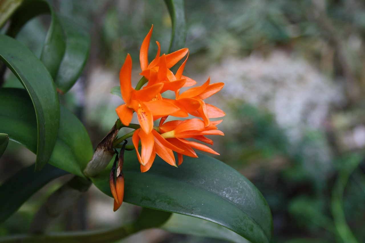 Квіти без розсади - фото 1