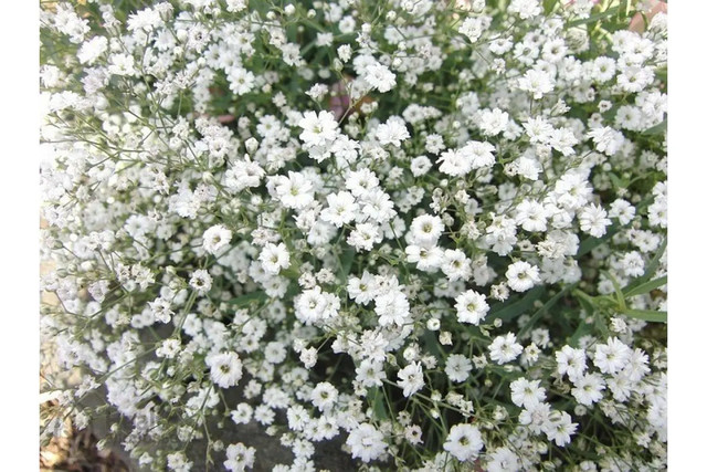 Три квітки, які можна сіяти просто в ґрунт: клумба буде пишною без розсади - фото 603196