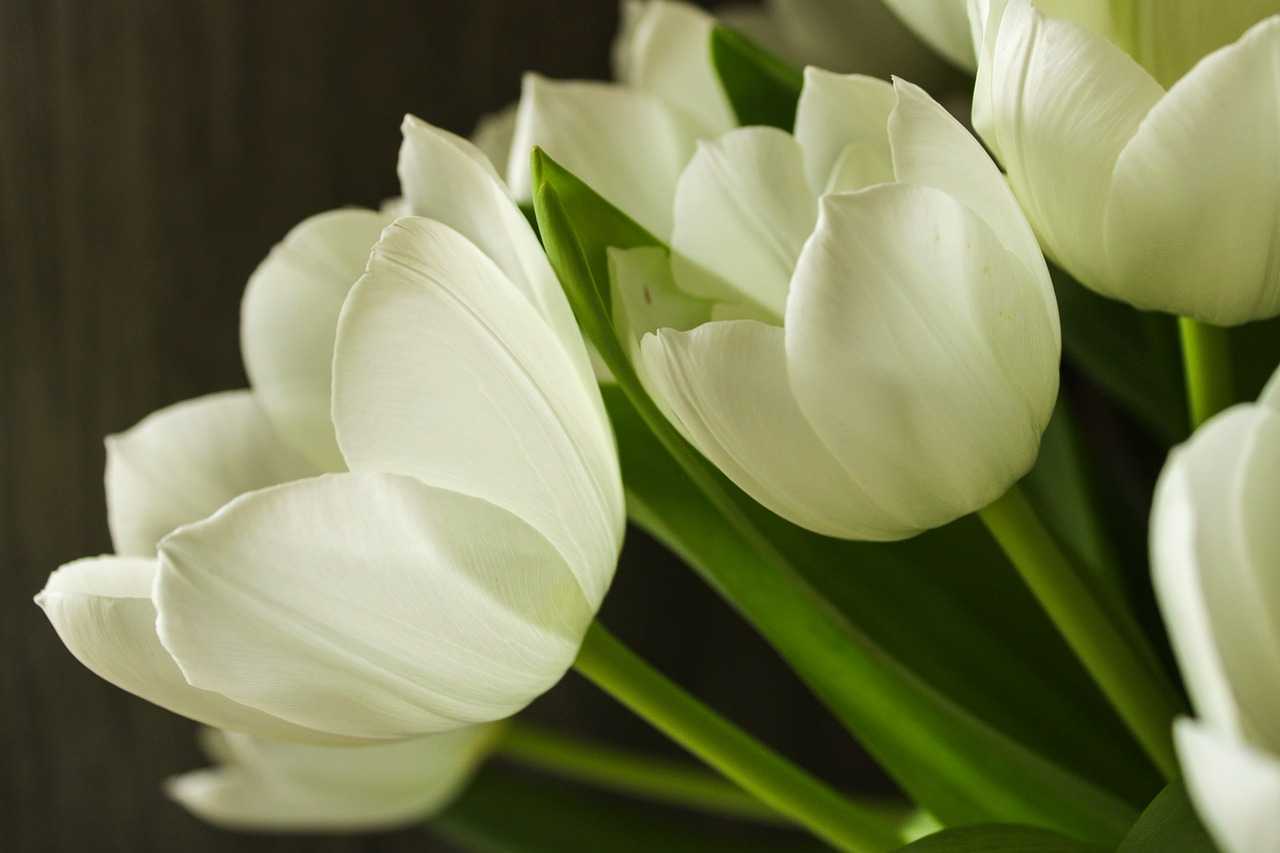 Тюльпани - фото 1