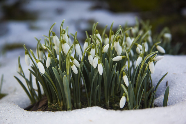 Яке свято відзначають 11 березня: традиції, заборони і прикмети на цей день - фото 603743