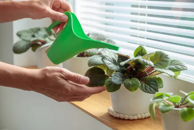 Чим підживити фіалки, щоб вони рясно цвіли: простий настій із бананових шкірок - фото 603799