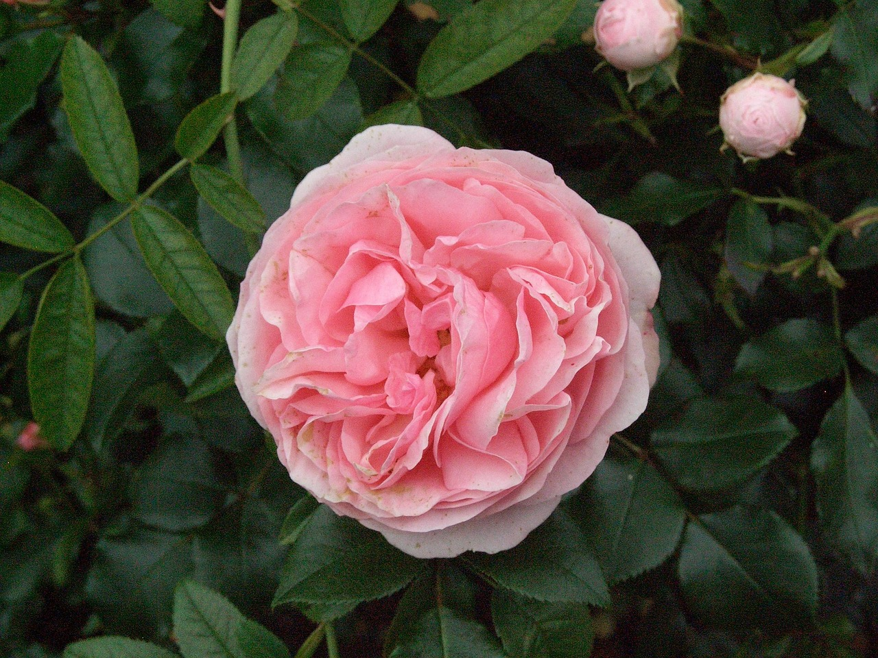 Обрізка рослин у березні - фото 1