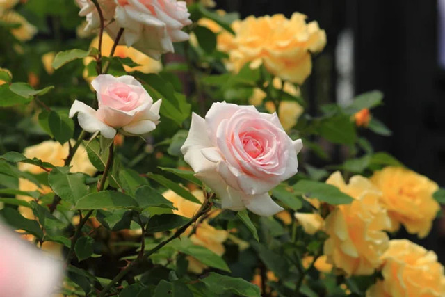 Рослини, які потрібно обрізати у березні: як підготувати сад до рясного цвітіння - фото 603823