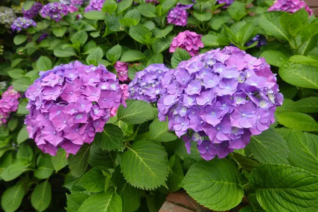 Рослини, які потрібно обрізати у березні: як підготувати сад до рясного цвітіння - фото 603824