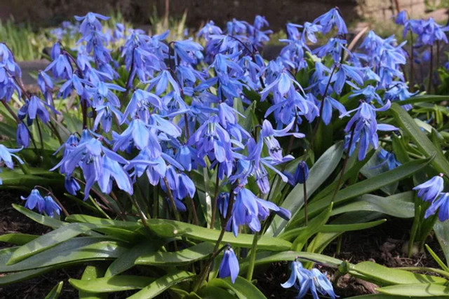 Небезпечна квітка для тварин: чому власникам собак і котів варто остерігатися нарцисів - фото 604639