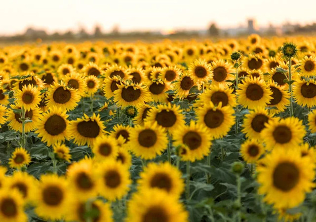 5 квітів, які швидко ростуть: посадіть їх навесні – і клумба засяє кольорами - фото 604670