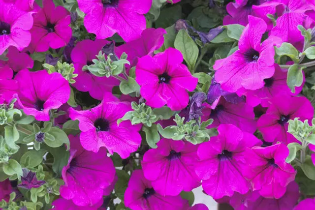 5 квітів, які швидко ростуть: посадіть їх навесні – і клумба засяє кольорами - фото 604672