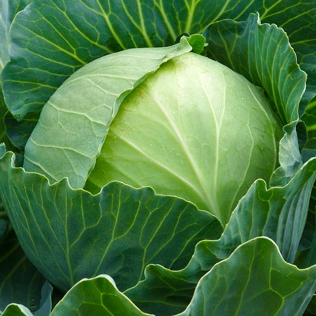 3 сорти капусти, які не бояться негоди: що посадити на городі для стабільного врожаю - фото 604697