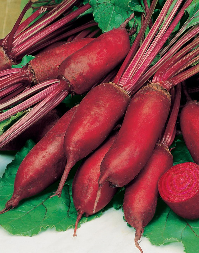 Посійте цей сорт буряка навесні: чому городники роками обирають саме його - фото 604972