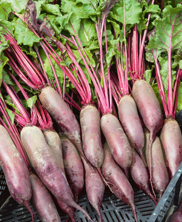 Посійте цей сорт буряка навесні: чому городники роками обирають саме його - фото 604973